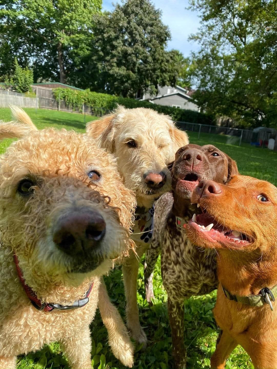 Happy group of dogs on a walk