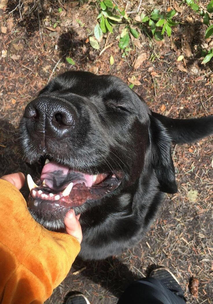 Happy black labrador dog